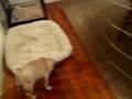 videos de 8/29/2008 Bella's First Visit with Jack, Charlie & Oliver !