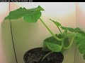 Squash plant timelapse reverse