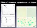 Extension of Life-Span by Introduction of Telomerase into No