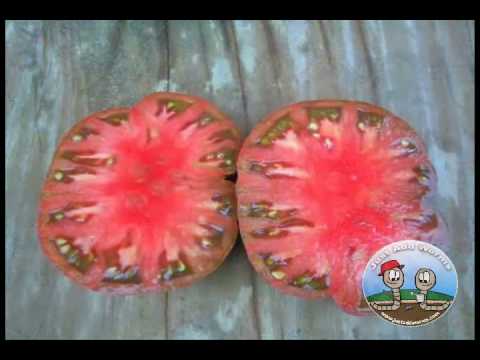 how to collect tomato seeds