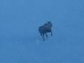 videos de A Moose in Snowy Chugach mountain