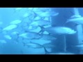 Tarpon migration