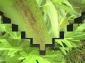 Giant hogweed, Don\ Giant hogweed, Don\