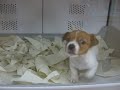 ウラン　ペットショップ映像