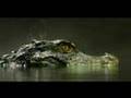 Amazonia