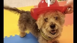 LIVE: Rescue This Adoptable Dog in New York City Today - FRANKIE | The Dodo + Clear The Shelters by The Dodo