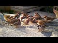 NATURE WHATSAPP STATUS WITH SONG NEW | BEST H ..