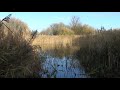 Fen at Titchwell