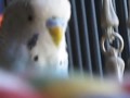 Chip The Parakeet: Boogie Down Chip!