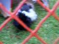 baby guinea pigs Fresh Lizzy and Gergler