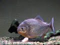 serrasalmus eating shrimps