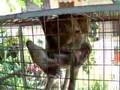 GAY MONKEY SCANDAL