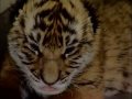 A rare South China tiger is born in South Africa