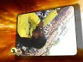 Reggae Sumfest 2008 promo Reggae Sumfest 2008 promo