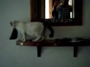 gata blanqui porrazo