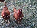 mayor chicken