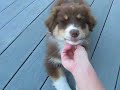 Australian   Shepherd