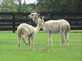 ALPACAS PERUANAS IN MIAMI ALPACAS PERUANAS IN MIAMI