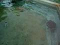 videos de Turtle documentary Grand Cayman by Craig Webster