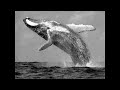 Click here to watch this video Old Barbados - Whaling in Barbados.avi