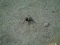 Big Spider at North Etiwanda Preserve Trail!