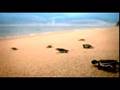 Europe / America Campaign - TVC Eco-Tourism ...