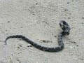 country boys and a snake