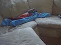 couch corgi