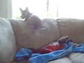 couch corgi
