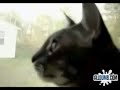 うたう猫動画