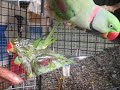 Harry and Gonzo nesting - Talking Parakeets