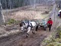 My pony pulling logs