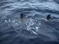 offshore voyage