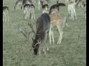 Mooseboy Clip 06