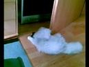 Click here to watch this video Stresser Kater.-..=)