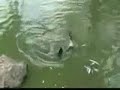 Черепаха сожрала голубя! Жесть!/ Turtle Ate The Dove!