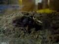クワガタ、カブトムシ
