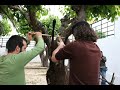 Esquartejamento de capra hircus com L�ticos - 1