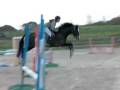 8 yrs 15 hh Dark Bay Welsh X Stockport