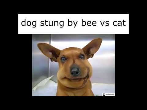 dog stung by bee vs cat