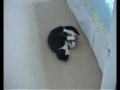 Cassie's catnip trip
