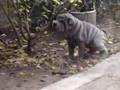 videos de shar pei cachorros