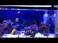 Click here to watch this video クマノミがイソギンチャクに餌（クリル）を運びます)^o^(