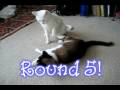 Jupiter and Loki were cute and Jupey was likcing Loki and then, the pounce is on!!