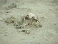 Kuwait Wild life ?? ???? ?????? ??????? Kuwait Wild life ?? ???? ?????? ???????
