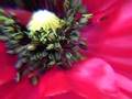 Flowers From San Francsico