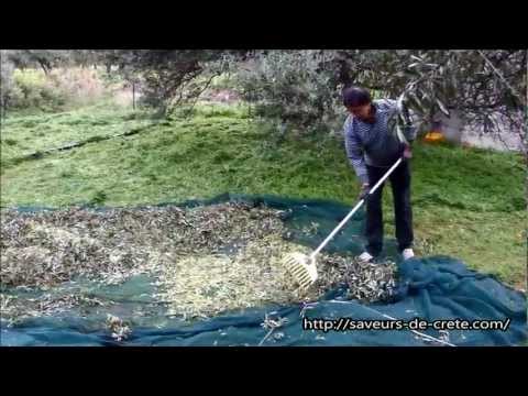 how to collect olives