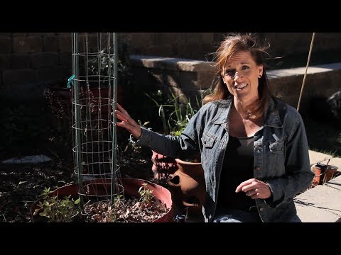 how to fertilize snap peas