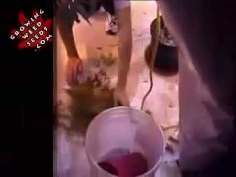 how to grow khat plant indoors