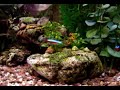 Acuario comunitario Acuario comunitario